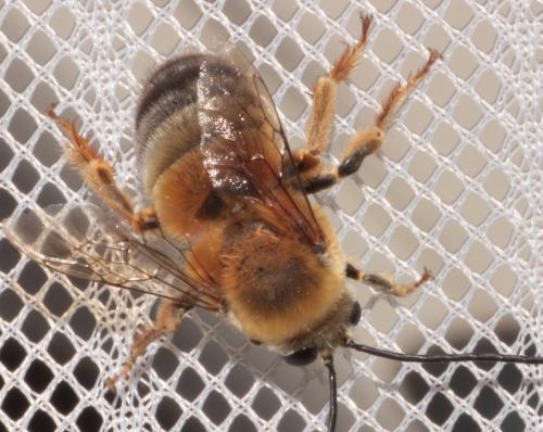Eucera rufa